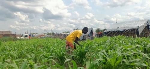 a mother in her kitchen garden (behind her kitchen house) where she grows first maturing sorghum and vegetable (Courtesy photo by Obwoya Juma)